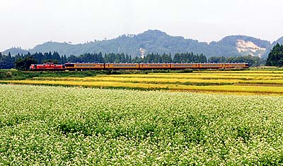 ���΂̉Ԃ����J